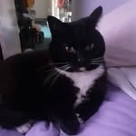 Debbie Blake - @lily_pusscat_6 - Instagram