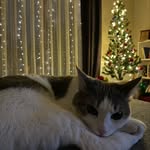 @boyledebirani - Instagram