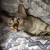Catlady22 - @debicox69 - TikTok