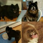Lilly Buffy Darby & Feisty - @debi.evans - Instagram