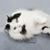 Debi Morse - @debi.morse - TikTok