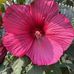 Debi Stevens Morse - Facebook