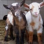 Debi Nicholson - @debizgram - Instagram