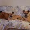 Debbie Pelletier - @debbie.pelletier6 - TikTok