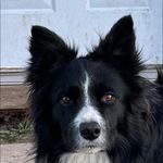 Debbie Sherman - @positivelyk9 - Instagram