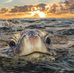 Debbie Simmons - Facebook