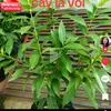 Trần Chánh Tâm - @deborabryan887 - TikTok