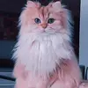 مروش بنت حلب - @deborafiore56 - TikTok