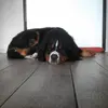 Debora Gasparinetti - @debora.gasparinetti - TikTok
