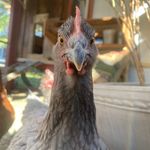 Deborah Gates - @deborah.gates.77 - Instagram