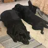 Debora George - @the.gouda.mae.mafia - TikTok