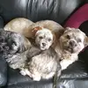 Deborah Goodwin - @deborahgoodwin62 - TikTok