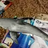 deborah goodwin (Deborah Rose) - @deborah.goodwin.d8 - TikTok