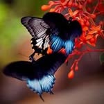 Deborah Goodwin Schaffer - @deborahgoodwinschaffer - Instagram