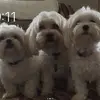 Deborah Greer - @deborah.greer4 - TikTok