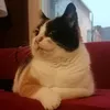 DeborahHaas - @marqudwl8h5 - TikTok
