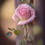 Debora Hamilton - Facebook