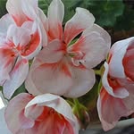 Deborah Harvey - @deborah.harvey.9235 - Instagram