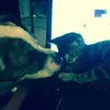 Deborah Harvey Ayme - @deborah.harvey.ay - TikTok