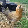 deborahhirschkell - @deborahhirschkell - TikTok