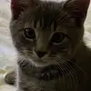 Curious cat 290 - @deborahhood291 - TikTok