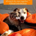 Debora Horn - @adoptaqui - Instagram