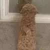 AJMH2013 - @deborahkerr85 - TikTok