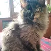 deboraleone - @leonessa281 - TikTok