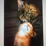 Debora Manning - @memeowfurball - Instagram