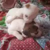 Dèbora Morales - @debora.morale12 - TikTok