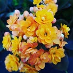 Debora Rossi - @debora_rossi_plantas - Instagram