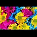 Debora Sansone - @deborasansone738 - Instagram