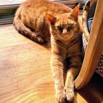 Debora White - @deboraw33 - Instagram