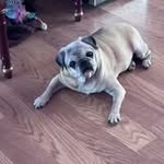 Deborah Abrams - @debbieabrams143 - Instagram
