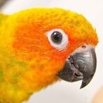Deborah Aitken - @redgumparrots - Instagram