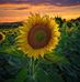 Deborah Albright - Facebook