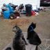 Deborah Ambrose - Facebook