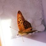 Deborah Jane Ambrose-Coombs - @ambrosecoombs - Instagram
