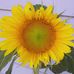 Deborah Asbury - Facebook