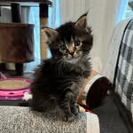 Deborah Beam - @armainecoons2024 - Instagram