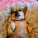 Deborah Ulibarri-Behrens - @damubehrens1968 - Instagram