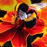 Deborah Belanger - @debee.hi5 - Instagram