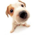 Deborah Benito - @megan.doggy - Instagram