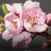 Debbie Berglund - Facebook