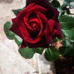 deborahberlingieri - @deborahberlingierii - Instagram