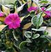 Deborah Bernal - Facebook