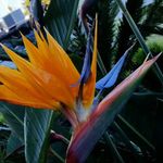 Deborah Biggs - @alohadesign01 - Instagram