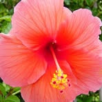 Deborah Bissonnette - Facebook