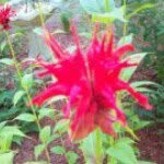 Debra Bissonnette Dubois - @debrad413 - Instagram