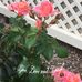 Deborah Blackman - Facebook